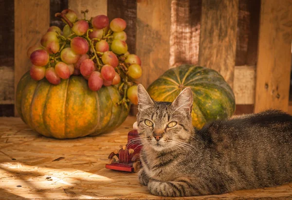 Portrait Fluffy Thoroughbred Cat — Stock Photo, Image