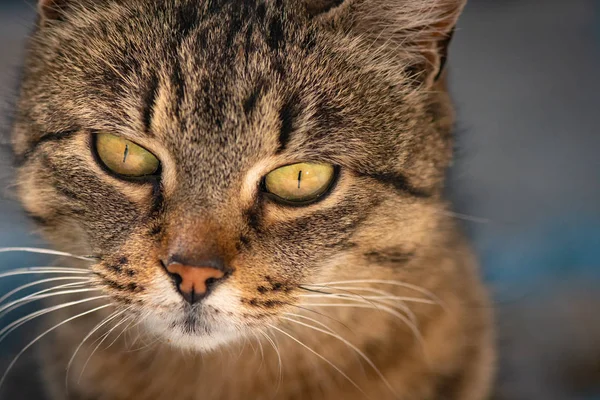 Portret Puszystego Kota Rasy Czystej — Zdjęcie stockowe