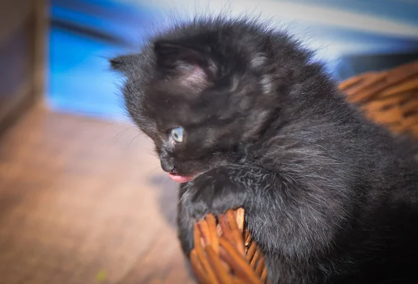 Portrait Fluffy Thoroughbred Kitten — Stock Photo, Image