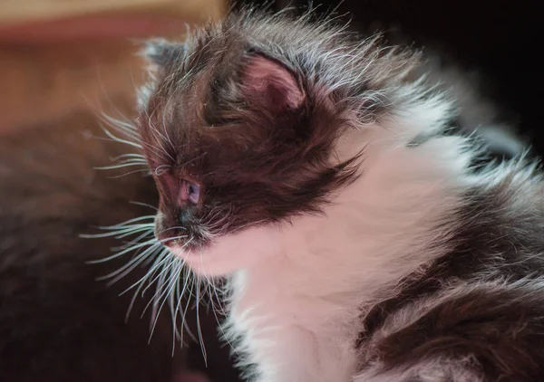 Portrait Fluffy Thoroughbred Kitten — Stock Photo, Image