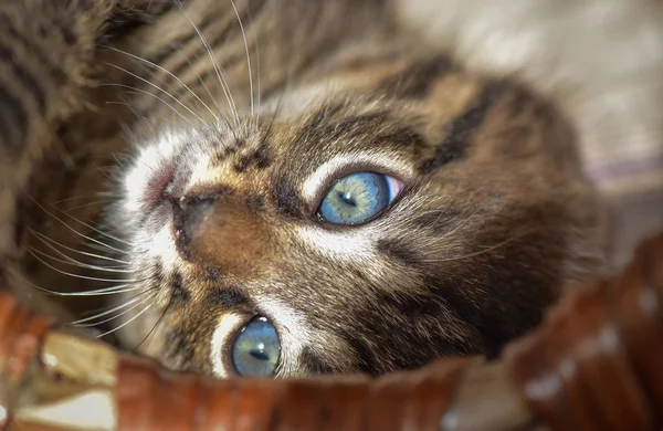 Portret Van Een Pluizig Volbloed Kitten — Stockfoto