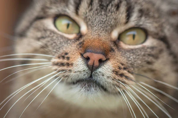 Portret Puszystego Kota Rasy Czystej — Zdjęcie stockowe