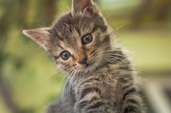 Portrait Fluffy Thoroughbred Cat — Stock Photo, Image