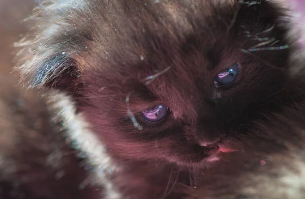 Portrait Fluffy Thoroughbred Kitten — Stock Photo, Image