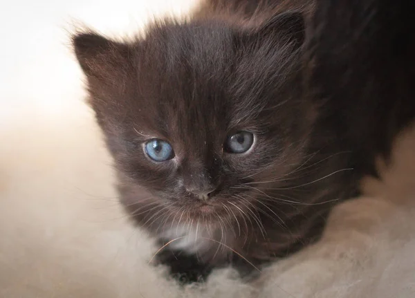 Portrait Fluffy Thoroughbred Kitten — Stock Photo, Image