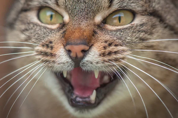 Retrato Gato Puro Sangue Fofo — Fotografia de Stock