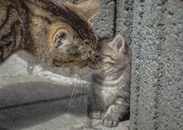 Porträt Einer Flauschigen Vollblutkatze — Stockfoto