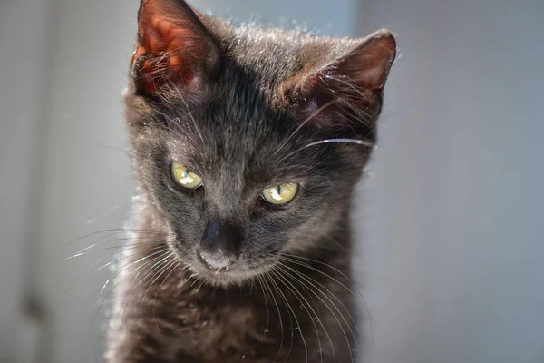 Portrait Fluffy Thoroughbred Kitten — Stock Photo, Image