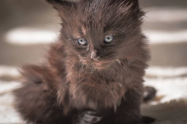 Portrait Fluffy Thoroughbred Kitten — Stock Photo, Image