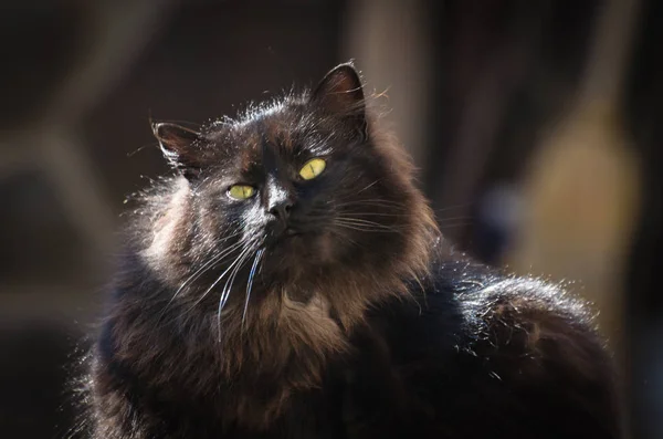 Portrait Fluffy Thoroughbred Cat — Stock Photo, Image