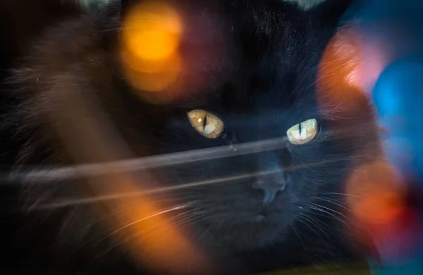 Retrato Gato Puro Sangue Fofo — Fotografia de Stock