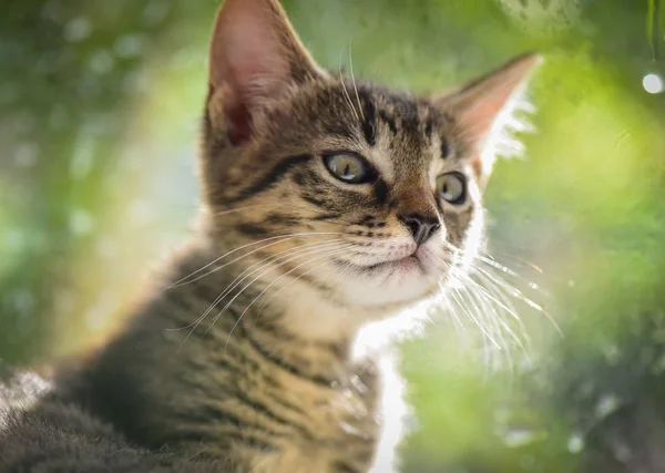 Portrait Fluffy Thoroughbred Kitten — Stock Photo, Image