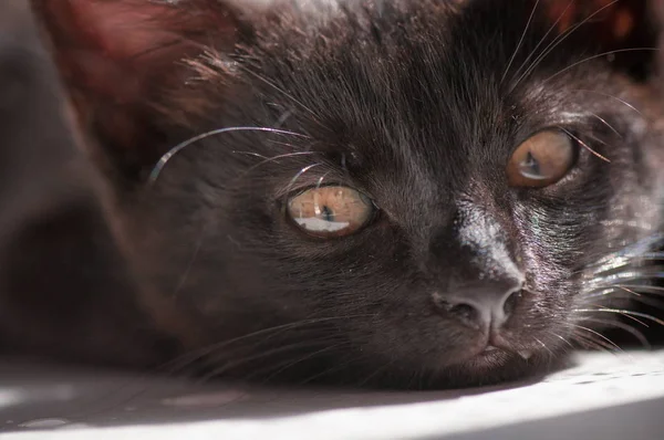 Portret Van Een Pluizig Volbloed Kitten — Stockfoto