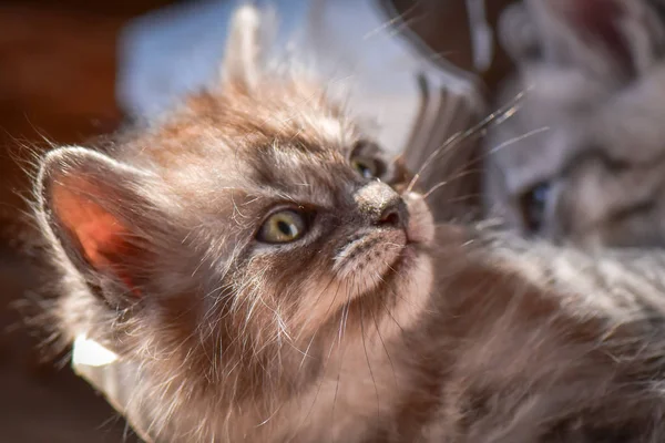 Kabarık Safkan Bir Kedi Yavrusu Portresi — Stok fotoğraf