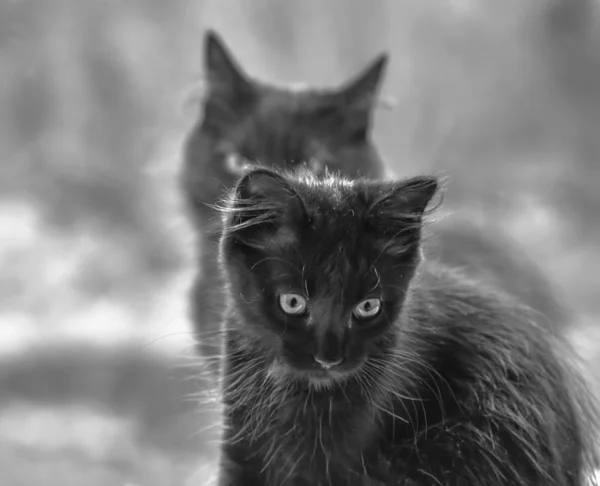 Portret Puszystego Rasowego Kociaka — Zdjęcie stockowe