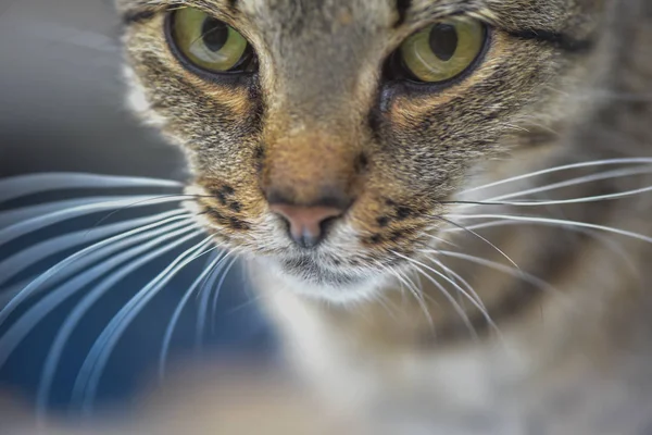 Portret Puszystego Kota Rasy Czystej — Zdjęcie stockowe