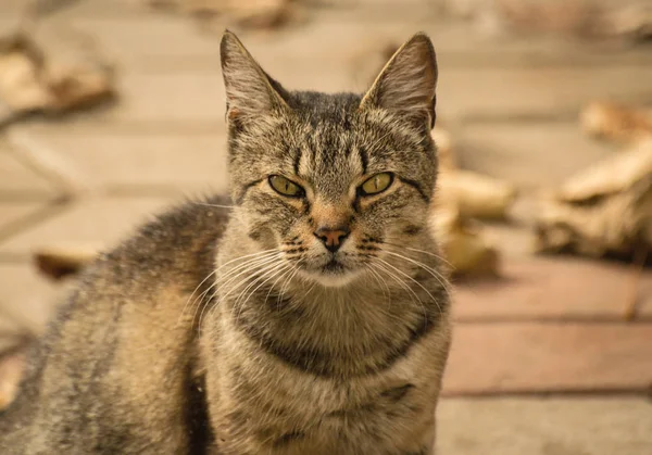 Kabarık bir safkan kedi portresi