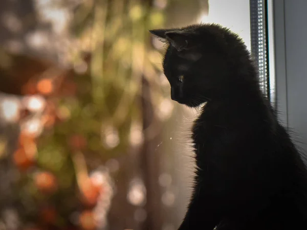 一只蓬松的纯种小猫的肖像 — 图库照片