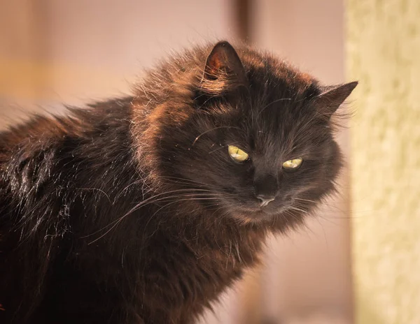 Portrait Fluffy Thoroughbred Cat — Stock Photo, Image