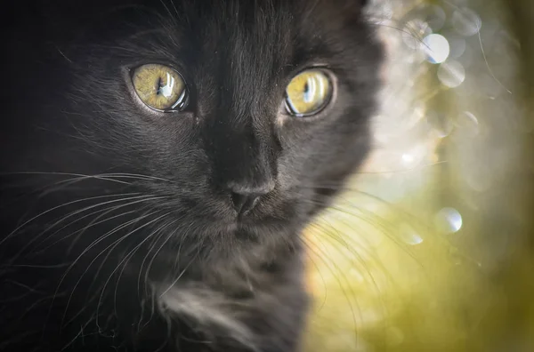 Retrato Gatinho Puro Sangue Fofo — Fotografia de Stock