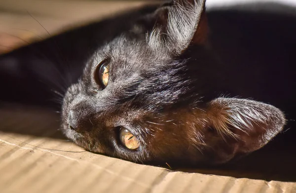 Portrait Fluffy Thoroughbred Kitten — Stock Photo, Image