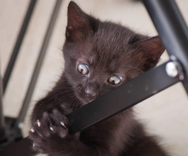 Portrait Fluffy Thoroughbred Kitten — Stock Photo, Image