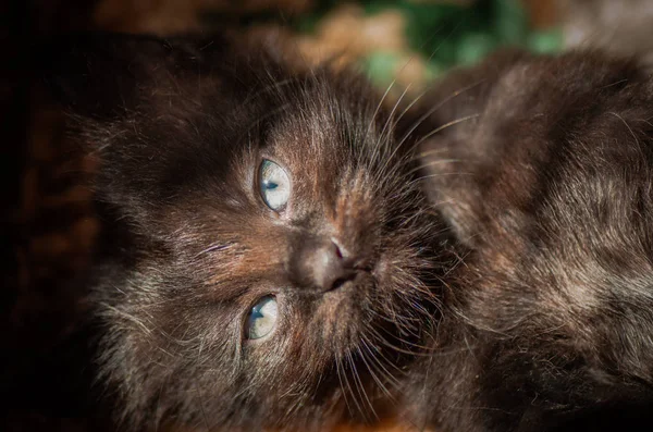 Porträt Eines Flauschigen Vollblutkätzchens — Stockfoto