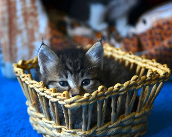 Porträt Eines Flauschigen Vollblutkätzchens — Stockfoto