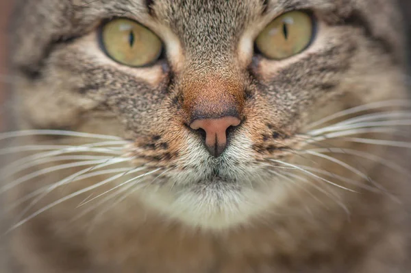 Portrait Fluffy Thoroughbred Cat — Stock Photo, Image