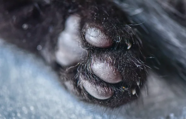 一只蓬松的纯种小猫的肖像 — 图库照片