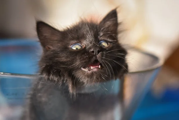 Retrato Gatinho Puro Sangue Fofo — Fotografia de Stock