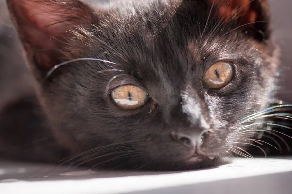 Portrait Fluffy Thoroughbred Kitten — Stock Photo, Image