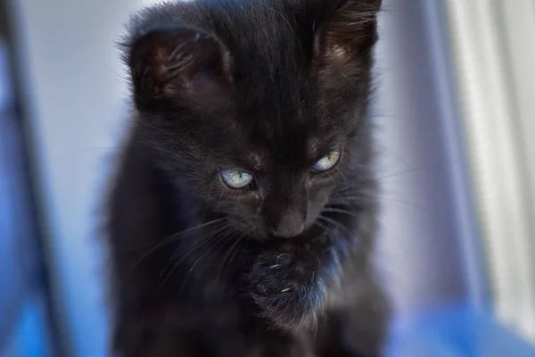 Retrato Gatinho Puro Sangue Fofo — Fotografia de Stock