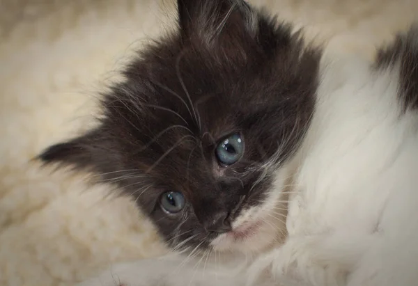 Portrait Fluffy Thoroughbred Kitten — Stock Photo, Image