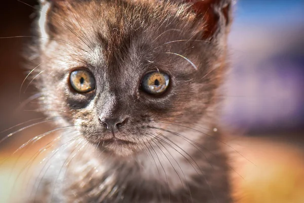 Portrait Fluffy Thoroughbred Kitten — Stock Photo, Image