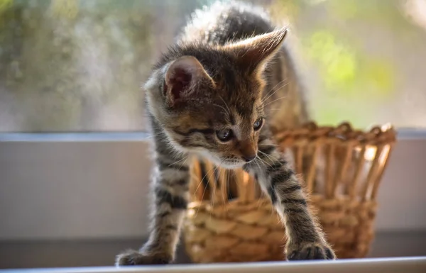 Portrait Fluffy Thoroughbred Kitten — Stock Photo, Image