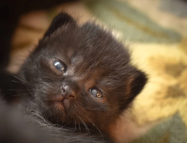 Portret Van Een Pluizig Volbloed Kitten — Stockfoto