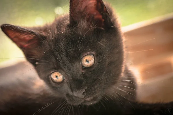 Portrait Fluffy Thoroughbred Kitten — Stock Photo, Image