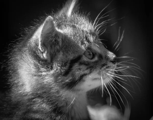 Retrato Gatinho Puro Sangue Fofo — Fotografia de Stock