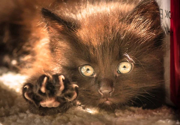 Porträt Eines Flauschigen Vollblutkätzchens — Stockfoto