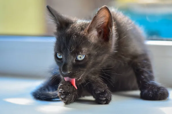 Portrait Fluffy Thoroughbred Kitten — Stock Photo, Image