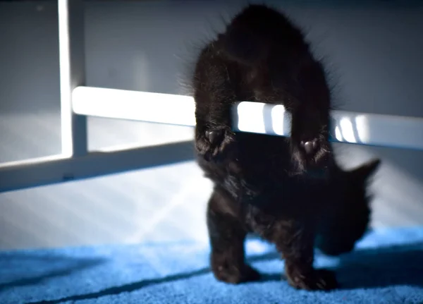 Portret Van Een Pluizig Volbloed Kitten — Stockfoto