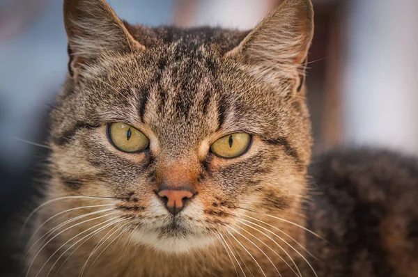 Porträt Einer Flauschigen Vollblutkatze — Stockfoto