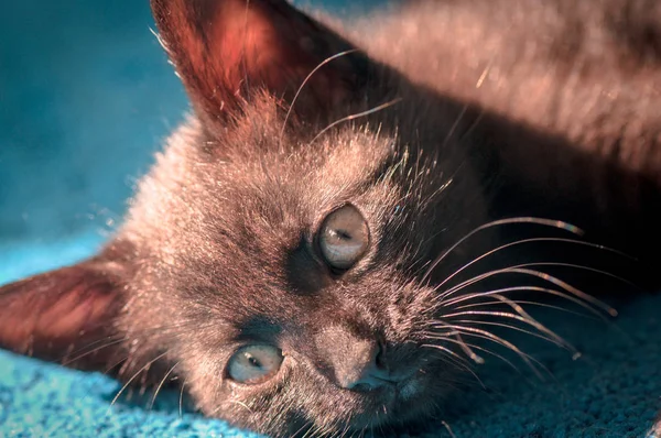 Retrato Gatinho Puro Sangue Fofo — Fotografia de Stock