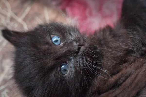 Portrait Fluffy Thoroughbred Kitten — Stock Photo, Image