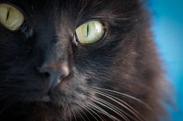 ふわふわサラブレッド猫の肖像 — ストック写真