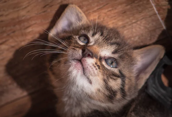 Portret Van Een Pluizig Volbloed Kitten — Stockfoto