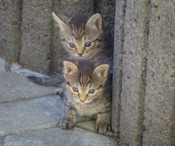 Ritratto Gattino Purosangue Soffice — Foto Stock