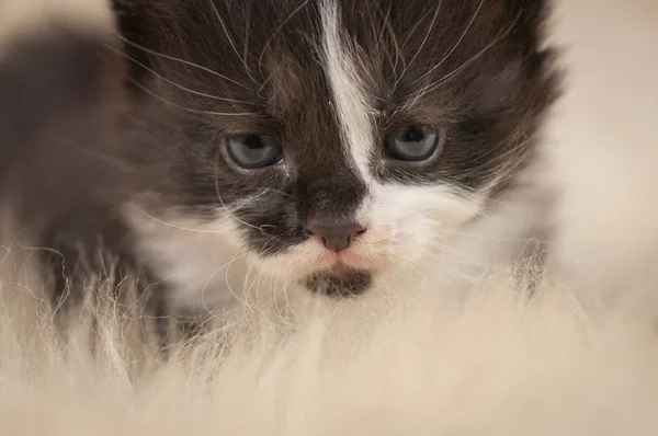 Retrato Gatito Pura Sangre Esponjosa — Foto de Stock