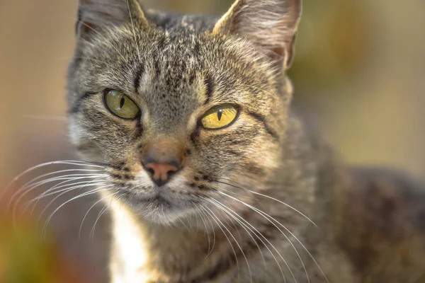 Porträt Einer Flauschigen Vollblutkatze — Stockfoto